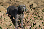 Weimaraner Puppy