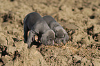 Weimaraner Puppies