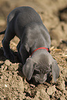 Weimaraner Puppy