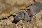 Weimaraner Puppy