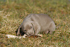 Weimaraner Puppy