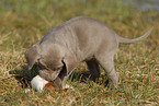 Weimaraner Puppy