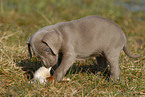 Weimaraner Puppy