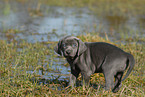 Weimaraner Puppy