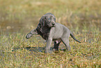 Weimaraner Puppy