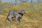 Weimaraner Puppy