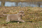 Weimaraner Puppy