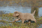 Weimaraner Puppy