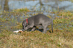 Weimaraner Puppy