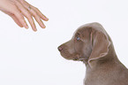 Weimaraner puppy