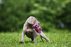 Weimaraner Puppy