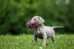 Weimaraner Puppy