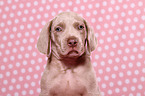 Weimaraner Puppy