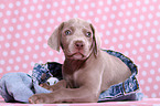 Weimaraner Puppy