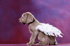 Weimaraner Puppy