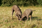 digging Weimaraner