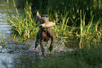 young Weimaraner