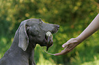 Weimaraner Portrait