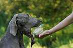 Weimaraner Portrait