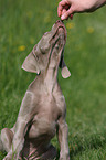 Weimaraner Puppy