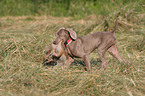 hunting with Weimaraner