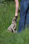 Weimaraner Puppy