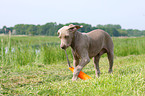 young Weimaraner