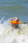 playing Weimaraner