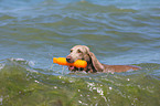 playing Weimaraner