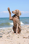 young Weimaraner