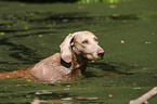 bathing Weimaraner