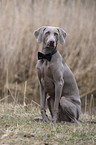 Weimaraner