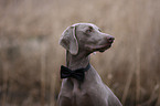 Weimaraner Portrait