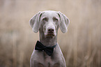 Weimaraner Portrait