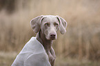 Weimaraner Portrait