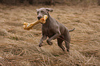 Weimaraner with bone