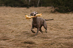 Weimaraner with bone