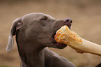 Weimaraner with bone