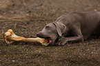 Weimaraner with bone