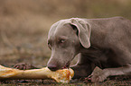 Weimaraner with bone