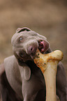 Weimaraner with bone