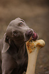 Weimaraner with bone