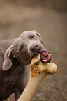 Weimaraner with bone