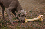 Weimaraner with bone