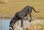 Weimaraner