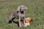 shorthaired Weimaraner puppy