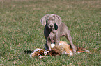 shorthaired Weimaraner puppy