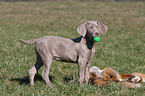 shorthaired Weimaraner puppy