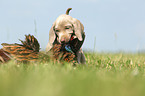 Weimaraner Puppy