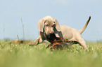 Weimaraner Puppy